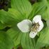 Bug on bunchberry